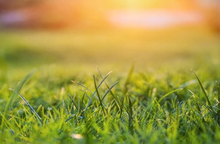 seeding grass