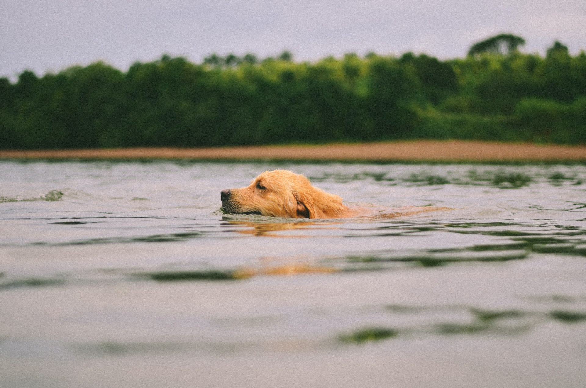 How Do You Teach A Dog To Swim For The First Time? Sandra Steingraber