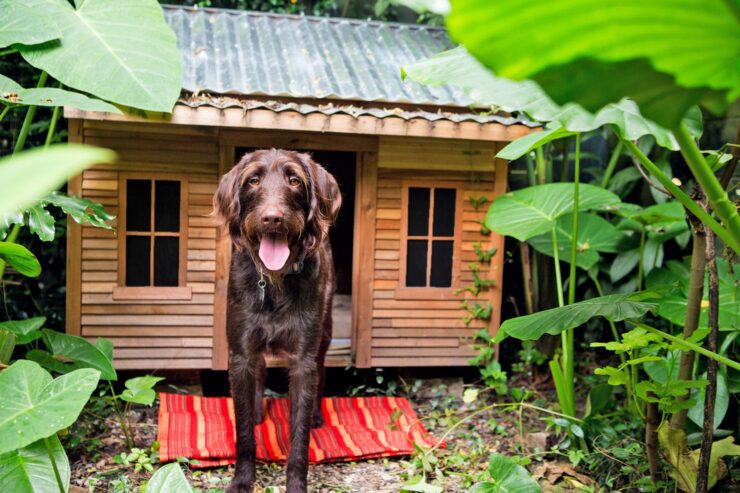 Increase The Comfort Of The Dog House