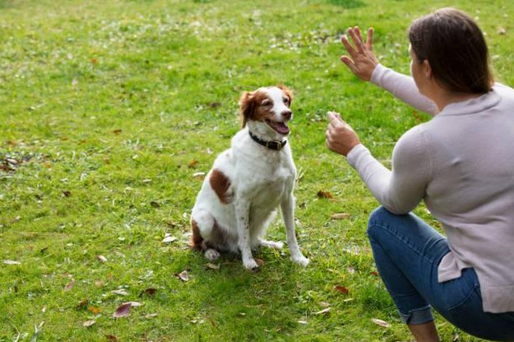 Dog exercise