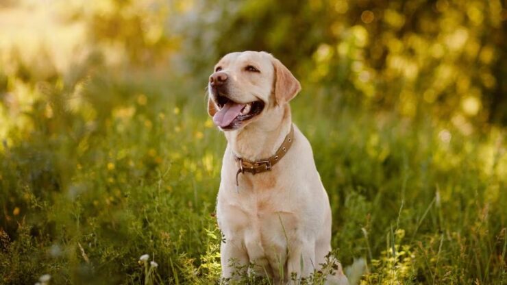 labrador retriever